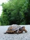 go nowhere fast